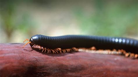  Black Millipede: Exploring the Wondrous World of Nocturnal Arthropod Decomposers!