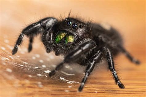  Jumping Spider: A Curious Predator That Weaves Intricate Webs While Performing Daring Leaps!