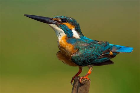  Kingfisher! A Tiny Creature With Iridescent Wings That Dart Through Lush Foliage Like Sparkling Jewels