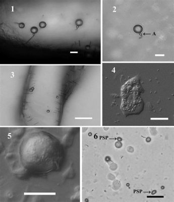  Protostelium! An Amoeboid Odyssey Through Soil and Decay