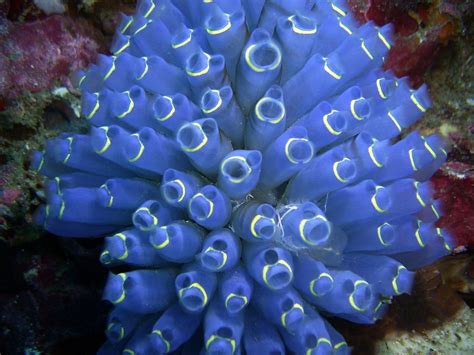  Urochordata:  A Tiny invertebrate dwelling on ocean floors, but don't let its size fool you - this fascinating filter feeder plays a crucial role in marine ecosystems!