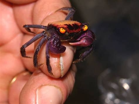  Vampire Crab: Can This Tiny Creature Really Survive Without Sunlight?