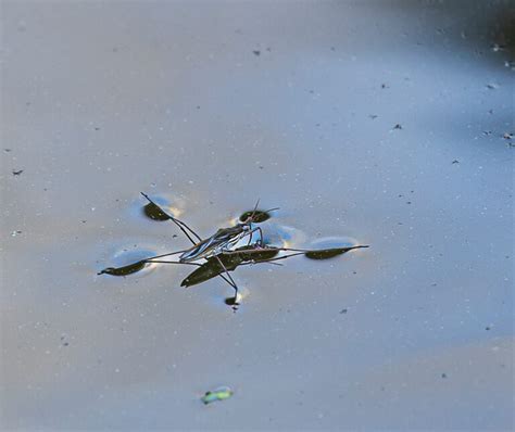  Water Strider! A Miniature Marvel Walking on Water and Hunting Tiny Prey with Precision