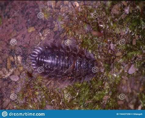  Woodlouse! An Armored Crustacean That Crawls Through the Night