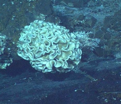  Xenophyophore! This Amazing Blob-Like Single-Celled Organism Resembles a Giant Amoeba and Thrives in the Deep Ocean