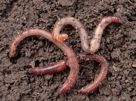  Earthworm! A Wonderfully Wonderful Land-Dwelling Creature With Many Legs