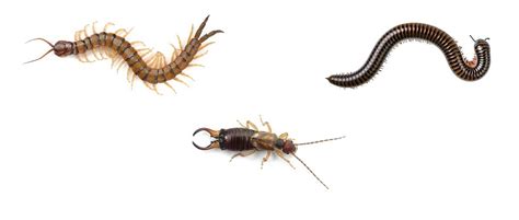  Earwig Millipede: A Curious Creature That Moves Like a Wave and Eats Decaying Matter!