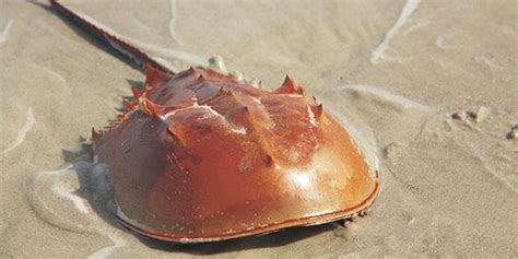   Horseshoe Crab: A Prehistoric Treasure with Ancient Armor That Still Walks Among Us!