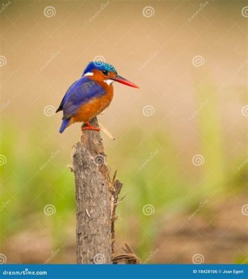  Kingfisher! A Feathered Jewel With Unwavering Focus and Lightning-Fast Hunting Skills