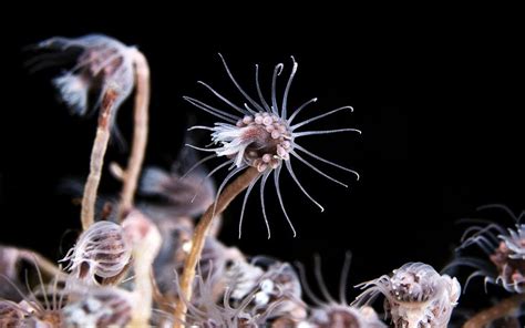  Liriope!  This Beautiful Hydrozoan Colony Is Hiding Secrets You Won't Believe