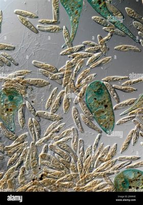  Paramecium: A Microscopic Marvel That Swims Like It Has an Engine!