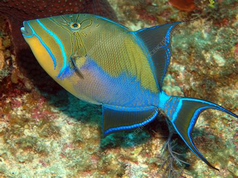  Queen Triggerfish!  Known For Its Striking Patterns And Territorial Nature