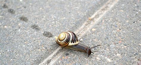  Rhynchocoela:  Masters of Slime Trail Navigation! Can These Tiny Flatworms Truly Outsmart Even the Savviest Garden Snail?