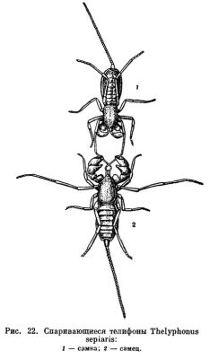  Uropygi! สัตว์ขา subsections มากมายที่ซ่อนตัวอยู่ในความมืด