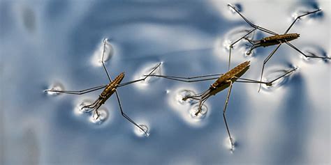  Water Strider:  A Master of Surface Tension and Aquatic Acrobatics!