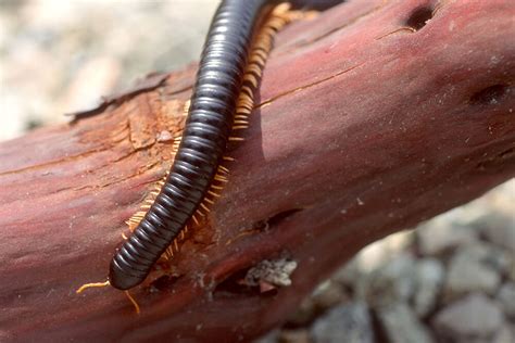  You Won't Believe This:  A Millipede With Many Legs, A Gentle Giant That Walks Through Forests